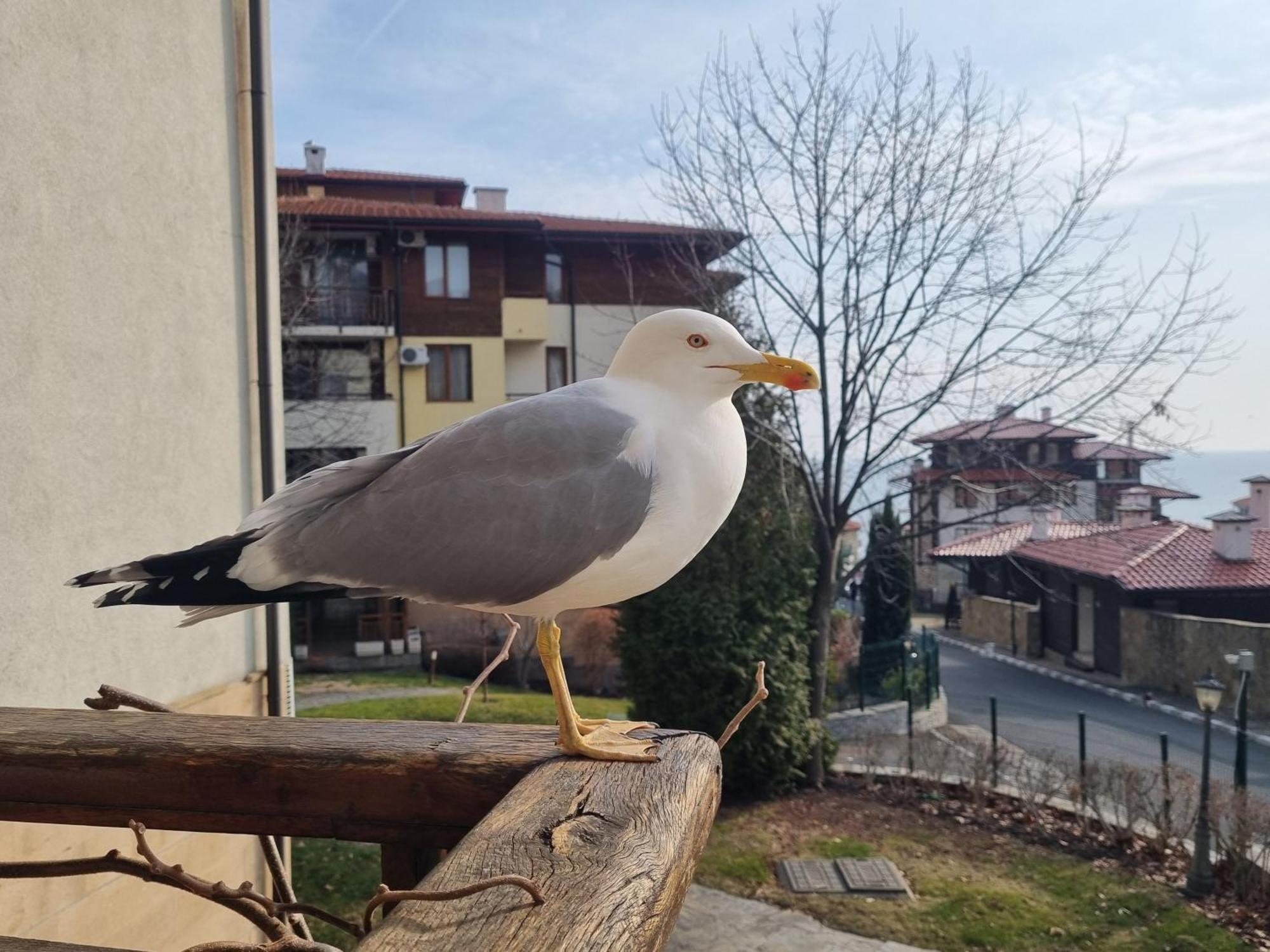 Апартамент Ния, Райска Градина / Garden Of Eden Sveti Vlas Esterno foto